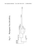 THERMUS EGERTSSONII DNA POLYMERASES diagram and image