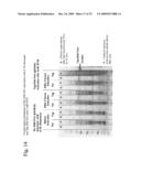 THERMUS EGERTSSONII DNA POLYMERASES diagram and image