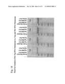 THERMUS EGERTSSONII DNA POLYMERASES diagram and image