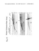 THERMUS EGERTSSONII DNA POLYMERASES diagram and image