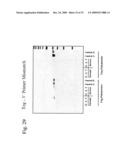 THERMUS EGERTSSONII DNA POLYMERASES diagram and image