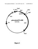 NUCLEIC ACIDS FOR EXPRESSING A POLYNUCLEOTIDE OF INTEREST IN MAMMALIAN CANCER CELLS diagram and image