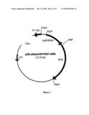 NUCLEIC ACIDS FOR EXPRESSING A POLYNUCLEOTIDE OF INTEREST IN MAMMALIAN CANCER CELLS diagram and image