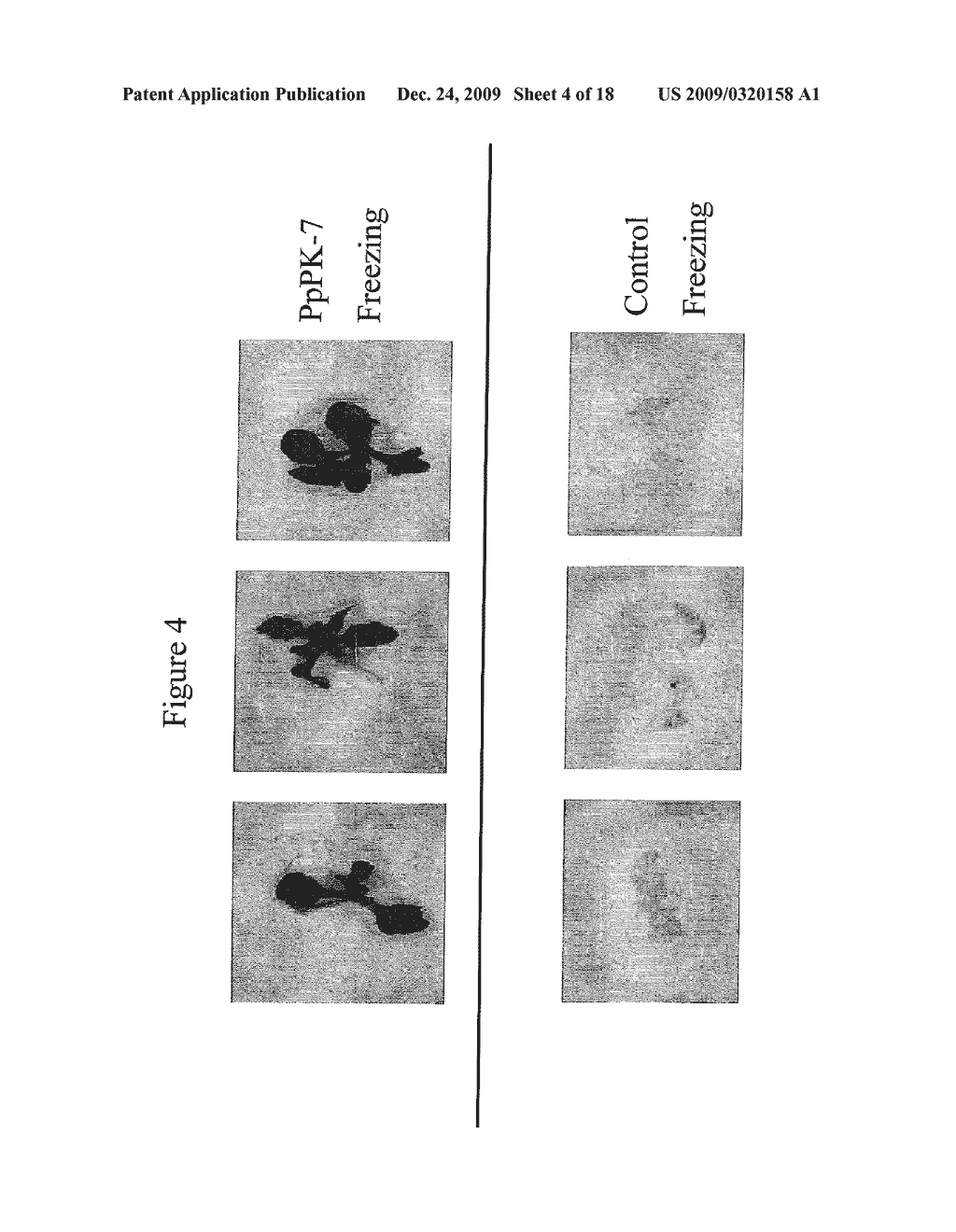 Protein Kinase Stress-Related Proteins and Methods of Use in Plants - diagram, schematic, and image 05