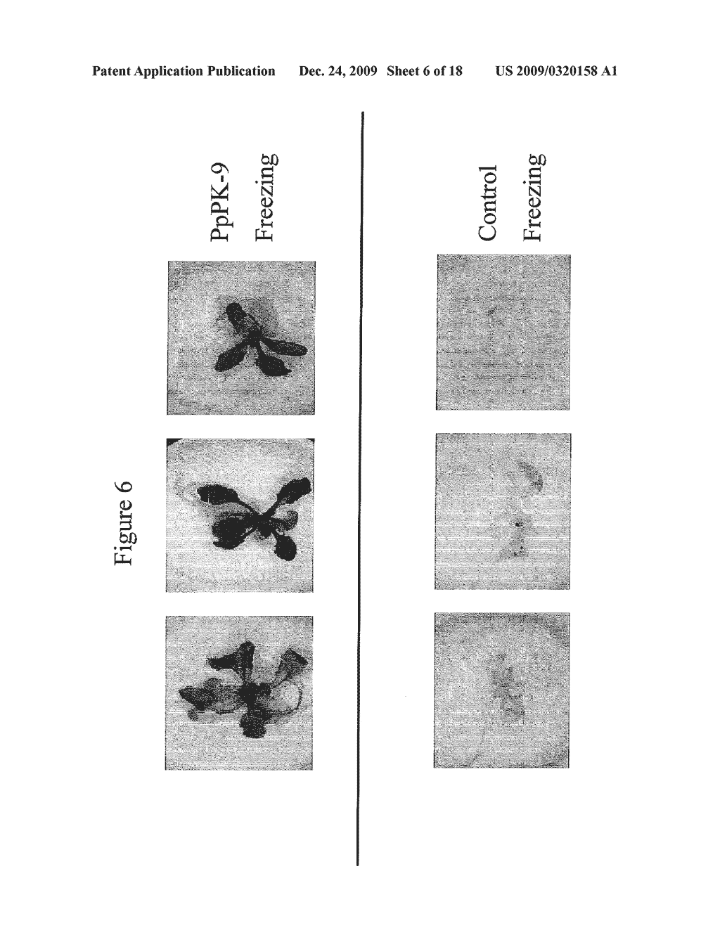 Protein Kinase Stress-Related Proteins and Methods of Use in Plants - diagram, schematic, and image 07