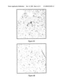 SHG Quantification of Matrix-Related Tissue Dynamic and Disease diagram and image