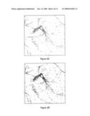 SHG Quantification of Matrix-Related Tissue Dynamic and Disease diagram and image