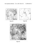 SHG Quantification of Matrix-Related Tissue Dynamic and Disease diagram and image