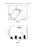 SHG Quantification of Matrix-Related Tissue Dynamic and Disease diagram and image