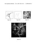 SHG Quantification of Matrix-Related Tissue Dynamic and Disease diagram and image