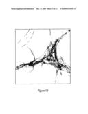 SHG Quantification of Matrix-Related Tissue Dynamic and Disease diagram and image