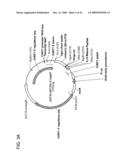 Fusion molecules and IL-15 variants diagram and image