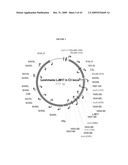 LEISHMANIA VACCINE USING SAND FLY SALIVARY IMMUNOGEN diagram and image