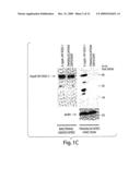 Methods for Stimulating an Immune Response Using Bacterial Antigen Delivery System diagram and image