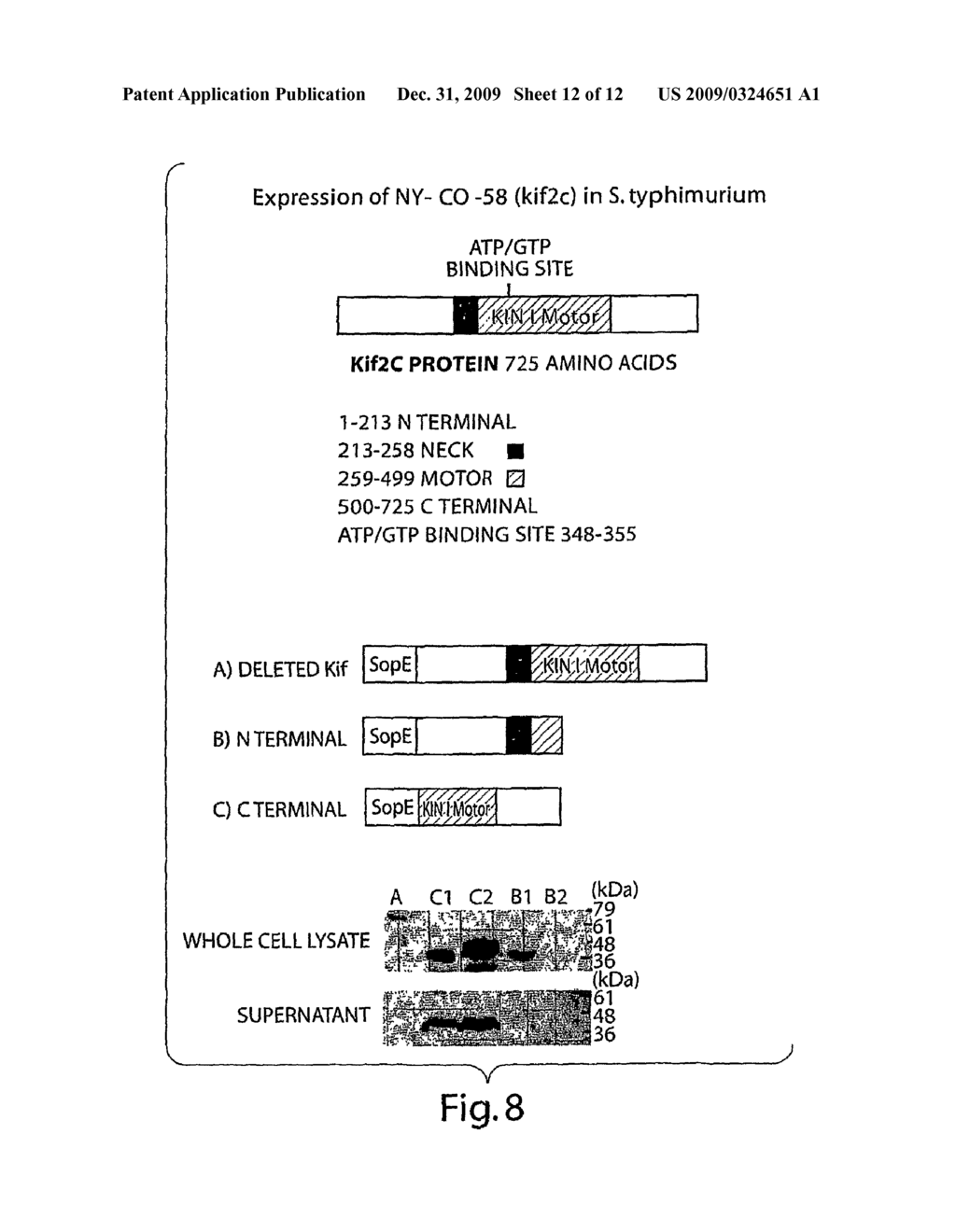 Methods for Stimulating an Immune Response Using Bacterial Antigen Delivery System - diagram, schematic, and image 13