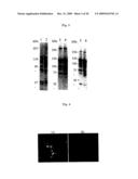 NOVEL VIRAL VECTOR diagram and image