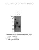 NOVEL VIRAL VECTOR diagram and image