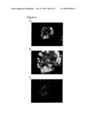 Drug Screening using Islet Cells and Islet Cell Progenitors from Human Embryonic Stem Cells diagram and image