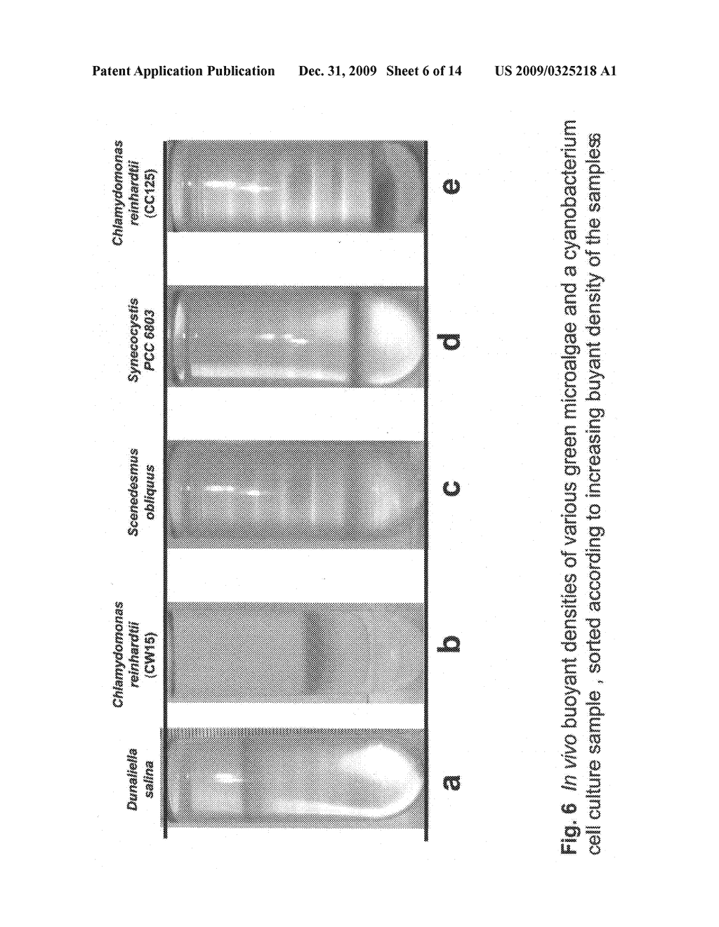 Determination of lipid, hydrocarbon or biopolymer content in microorganisms - diagram, schematic, and image 07