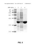 HIGHLY ACTIVE XYLOSE REDUCTASE FROM NEUROSPORA CRASSA diagram and image