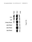 METHOD FOR INHIBITING EXPRESSION OF A PROTEIN IN A HEPATOCYTE diagram and image