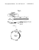 PRODUCTION OF ANTI-SELF ANTIBODIES FROM ANTIBODY SEGMENT REPERTOIRES AND DISPLAYED ON PHAGE diagram and image