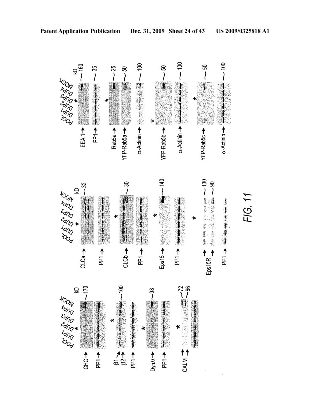 siRNA targeting interleukin-1 receptor-associated kinase 4 (IRAK4) - diagram, schematic, and image 25