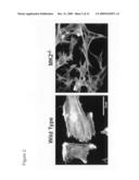 Role of the Mk2 Pathway in Wound Repair diagram and image