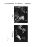 Role of the Mk2 Pathway in Wound Repair diagram and image