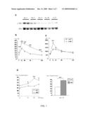 Method for Enhancing Pancreatic Beta Cell Proliferation, Increasing Serum Insulin Concentration, Decreasing Blood Glucose Concentration And Treating And/Or Preventing Diabetes diagram and image