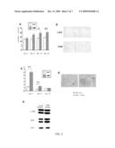 Method for Enhancing Pancreatic Beta Cell Proliferation, Increasing Serum Insulin Concentration, Decreasing Blood Glucose Concentration And Treating And/Or Preventing Diabetes diagram and image