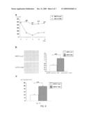 Method for Enhancing Pancreatic Beta Cell Proliferation, Increasing Serum Insulin Concentration, Decreasing Blood Glucose Concentration And Treating And/Or Preventing Diabetes diagram and image