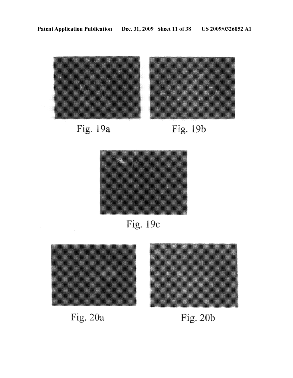 Promoters exhibiting endothelial cell specificity and methods of using same - diagram, schematic, and image 12