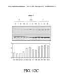 ANTIGEN BINDING PROTEINS TO PROPROTEIN CONVERTASE SUBTILISIN KEXIN TYPE 9 (PCSK9) diagram and image