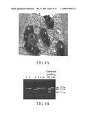 MITOCHONDRIAL-NUCLEAR EXCHANGED CELLS, TISSUES, ORGANS AND ANIMALS diagram and image