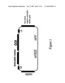 DNA Constructs and Methods to Enhance the Production of Commercially Viable Transgenic Plants diagram and image