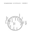 DNA Constructs and Methods to Enhance the Production of Commercially Viable Transgenic Plants diagram and image