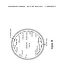 DNA Constructs and Methods to Enhance the Production of Commercially Viable Transgenic Plants diagram and image