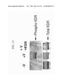 KDR AND VEGF/KDR BINDING PEPTIDES AND THEIR USE IN DIAGNOSIS AND THERAPY diagram and image