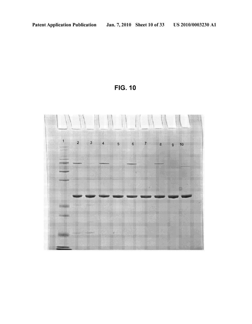 tRNA SYNTHETASE FRAGMENTS - diagram, schematic, and image 11