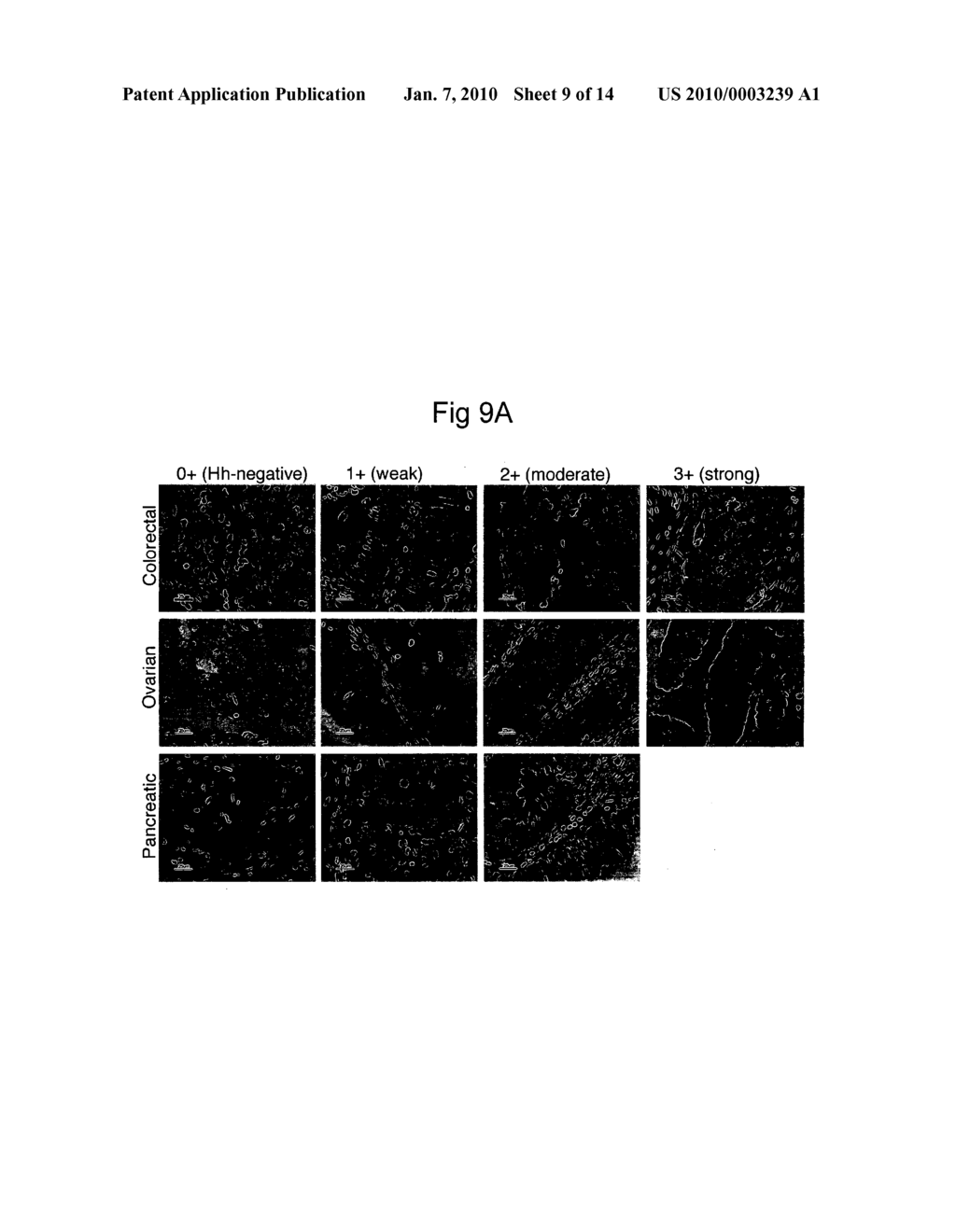 ANTI-HEDGEHOG ANTIBODIES - diagram, schematic, and image 10