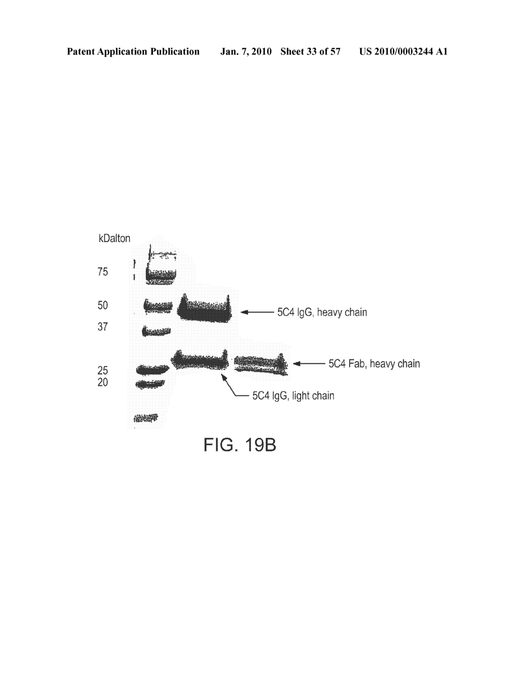 AGENTS WHICH BIND TO EPITOPES OF GLYCOPROTEIN VI - diagram, schematic, and image 34