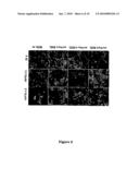 Use of TGF-Beta Antagonists in Treatment of Parathyroid-Related Disorders diagram and image