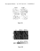 Use of TGF-Beta Antagonists in Treatment of Parathyroid-Related Disorders diagram and image