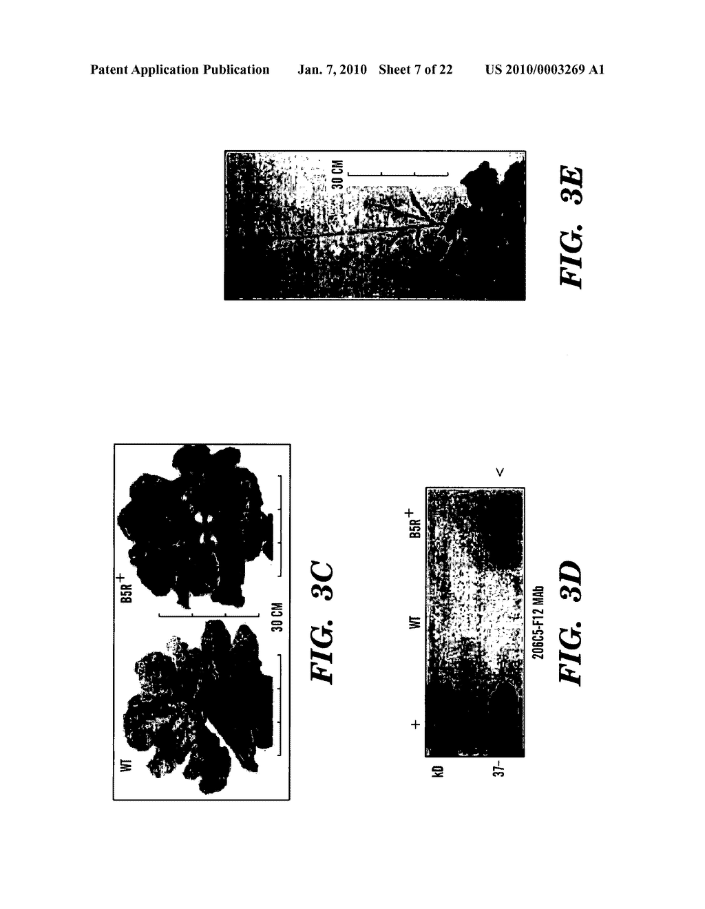 METHODS AND USES OF CAULIFLOWER AND COLLARD FOR RECOMBINANT PROTEIN PRODUCTION - diagram, schematic, and image 08