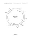 Cloning, expression and use of acid phospholipases diagram and image