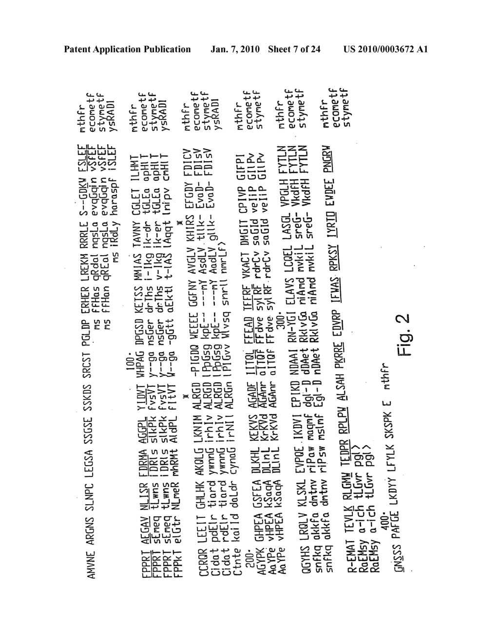 CDNA FOR HUMAN METHYLENETETRAHYDROFOLATE REDUCTASE AND USES THEREOF - diagram, schematic, and image 08