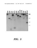 ENZYME DERIVED FROM THERMOPHILIC ORGANISMS THAT FUNCTIONS AS A CHROMOSOMAL REPLICASE, AND PREPARATION AND USES THEREOF diagram and image