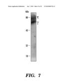 ENZYME DERIVED FROM THERMOPHILIC ORGANISMS THAT FUNCTIONS AS A CHROMOSOMAL REPLICASE, AND PREPARATION AND USES THEREOF diagram and image