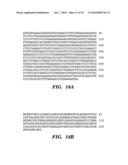 ENZYME DERIVED FROM THERMOPHILIC ORGANISMS THAT FUNCTIONS AS A CHROMOSOMAL REPLICASE, AND PREPARATION AND USES THEREOF diagram and image